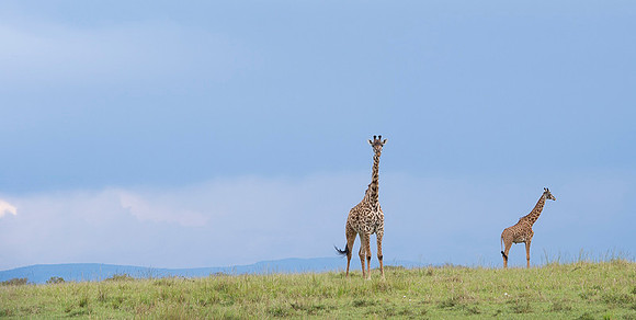Giraffe
