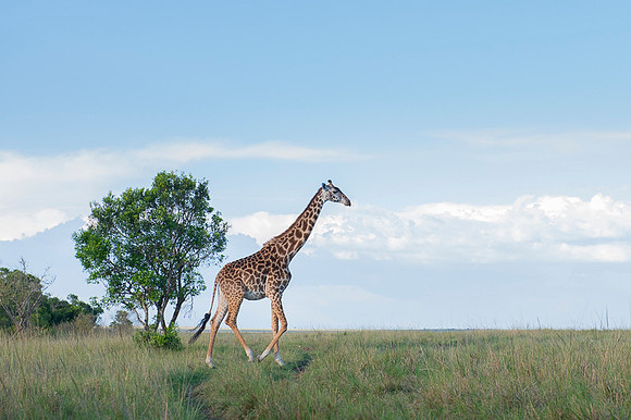 Giraffe