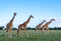 Giraffe