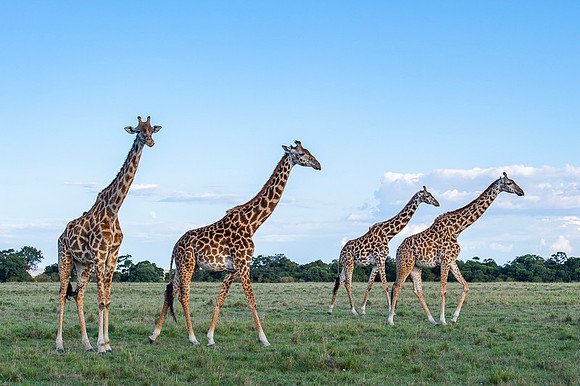 Giraffe