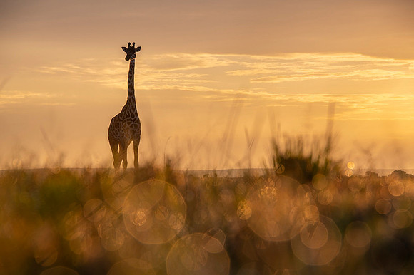 Giraffe
