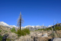 Eastern Sierras