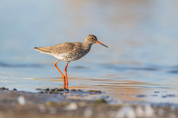 Common Redshrank / Krwawodziób