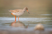 Common Redshrank / Krwawodziób