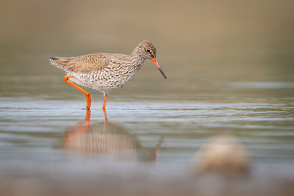 Common Redshrank / Krwawodziób