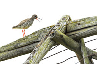 Common Redshrank / Krwawodziób