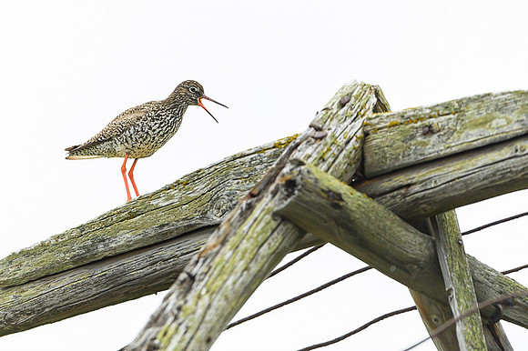 Common Redshrank / Krwawodziób