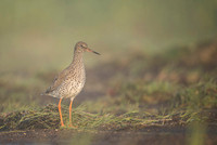 Common Redshrank / Krwawodziób
