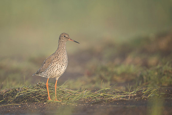 Common Redshrank / Krwawodziób