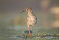 Common Redshrank / Krwawodziób