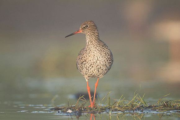 Common Redshrank / Krwawodziób