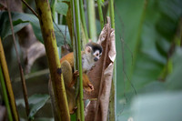 Squirrel Monkey