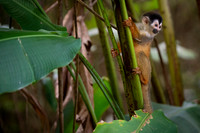 Squirrel Monkey