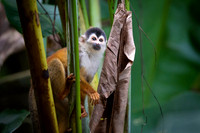 Squirrel Monkey
