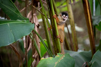 Squirrel Monkey