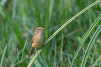 Prinia