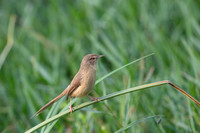 Prinia