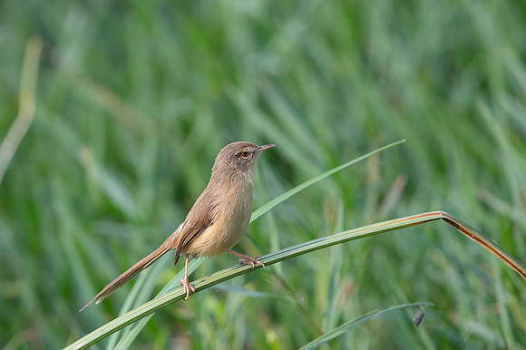 Prinia