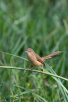 Prinia