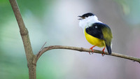 White-collared Manakin