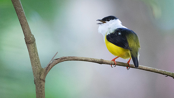 White-collared Manakin