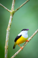 White-collared Manakin
