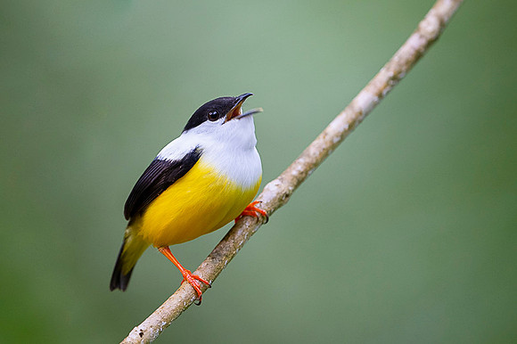White-collared Manakin