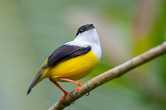 White-collared Manakin