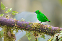 Glistering-green Tanager