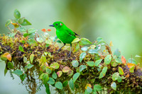 Glistering-green Tanager