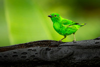 Glistering-green Tanager