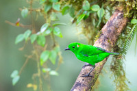 Glistering-green Tanager