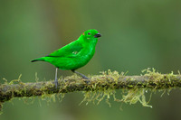 Glistering-green Tanager