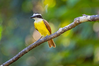 Great Kiskadee