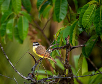 Great Kiskadee