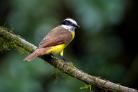 Great Kiskadee