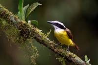Great Kiskadee