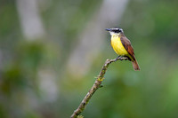 Great Kiskadee