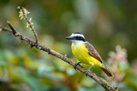 Great Kiskadee