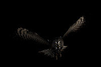 Great grey owl / Puszczyk mszarny