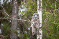 Great grey owl / Puszczyk mszarny