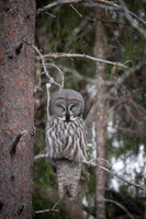 Great grey owl / Puszczyk mszarny