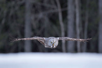 Great grey owl / Puszczyk mszarny