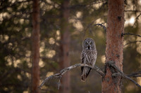 Great grey owl / Puszczyk mszarny