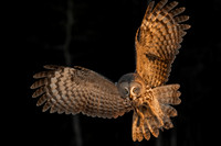 Great grey owl / Puszczyk mszarny