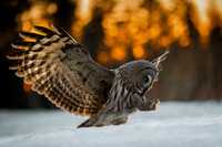 Great grey owl / Puszczyk mszarny