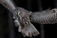 Great grey owl / Puszczyk mszarny