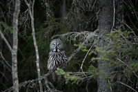 Great grey owl / Puszczyk mszarny