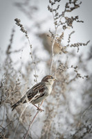 Spanish Sparrow / Wróbel śródziemnomorski