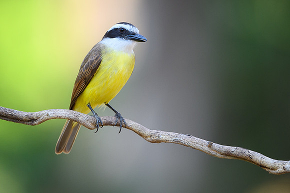 Great Kiskadee